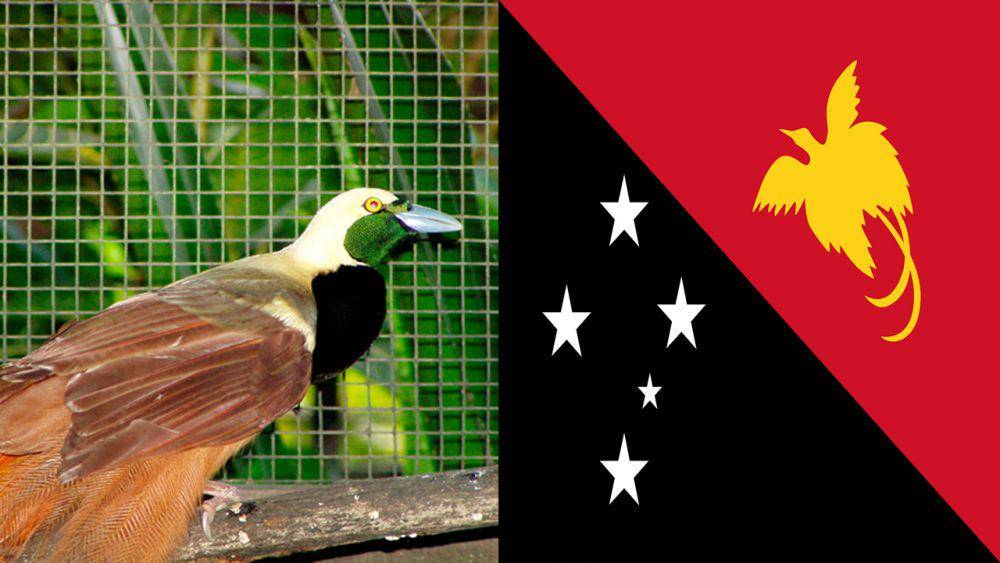 potret cenderawasih raggiana dan bendera Papua Nugini (commons.wikimedia/Brian McNab | pixabay.com/OpenClipart-Vectors)