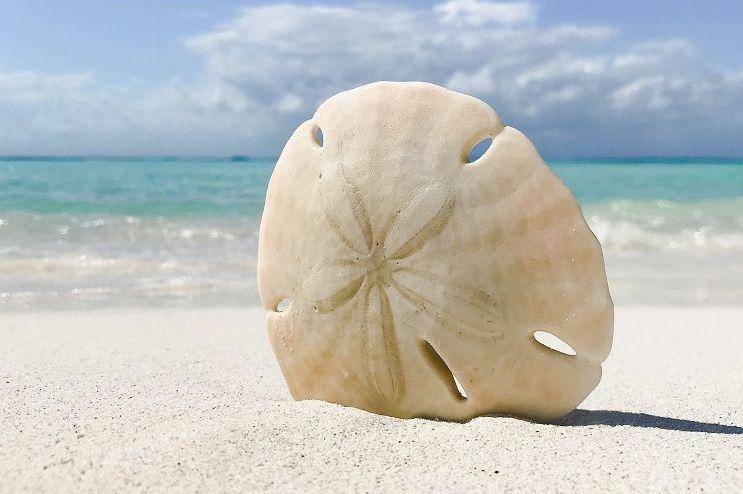 ilustrasi rangka sand dollar di pantai (pexels.com/brandon-imbriale-167689798)