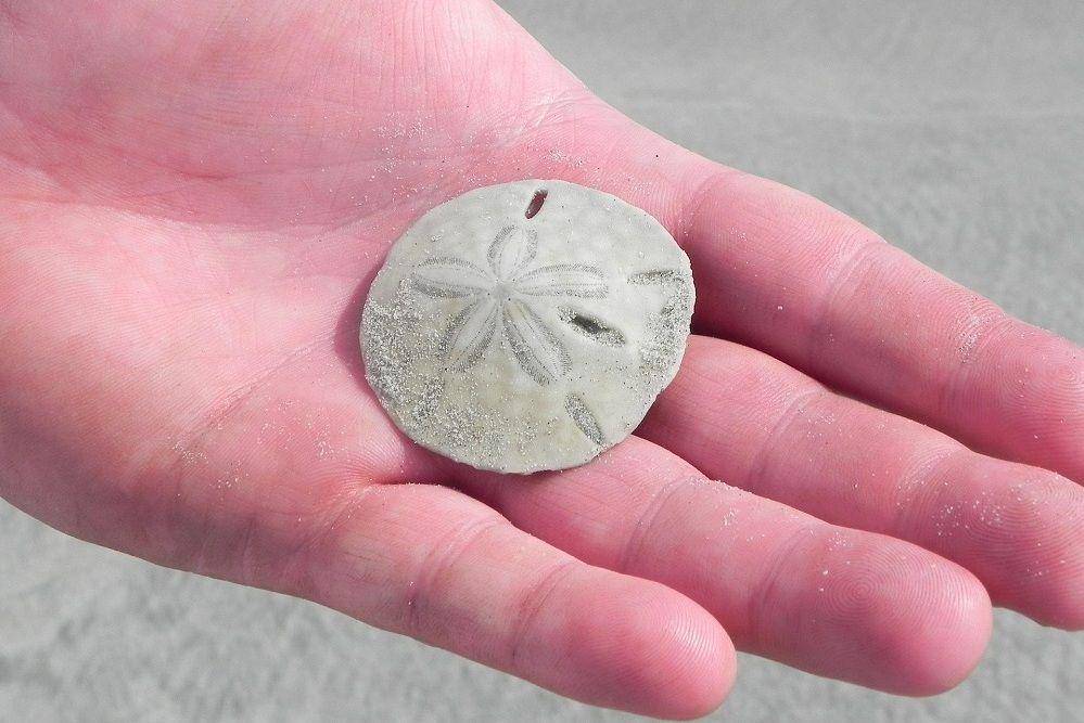 ilustrasi rangka sand dollar (pixabay.com/susieqmaker-312961)