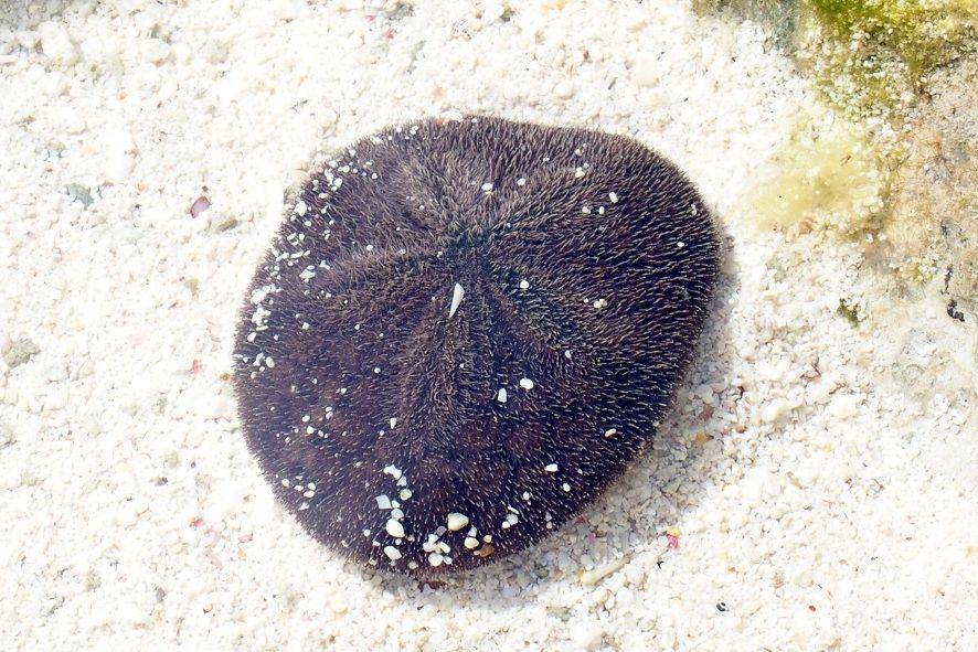 ilustrasi sand dollar (commons.wikimedia.org/Haplochromis)