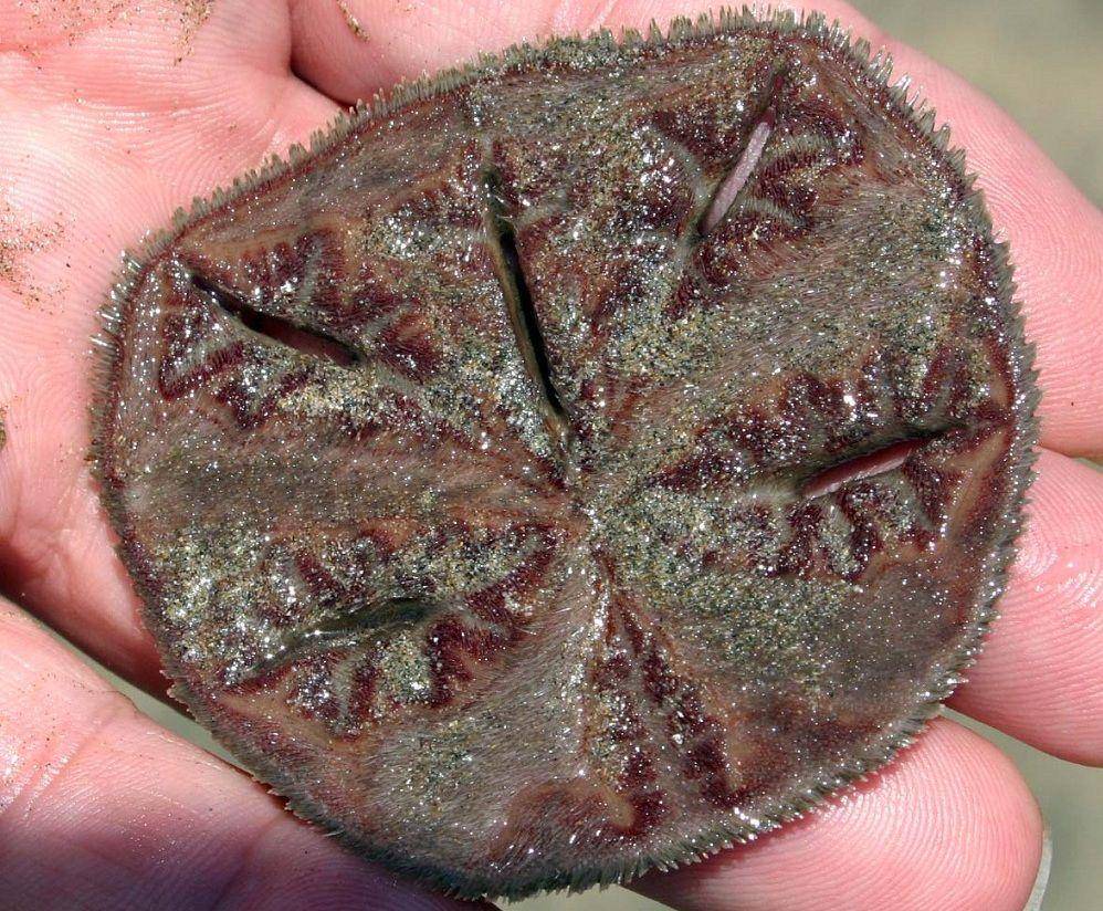 ilustrasi bagian bawah tubuh sand dollar (commons.wikimedia.org/Gerhard H)