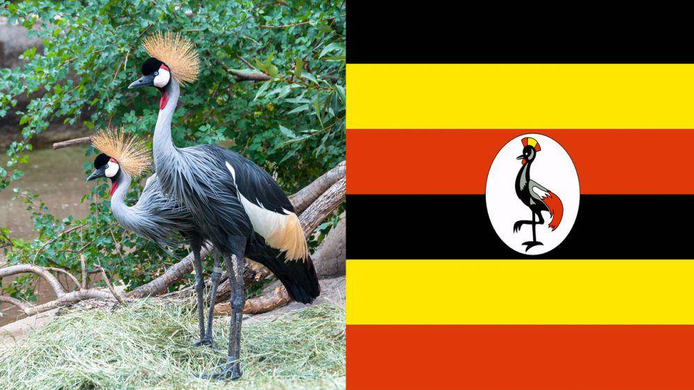 potret bangau mahkota abu-abu dan bendera Uganda (pixabay.com/Pexels | pixabay.com/OpenClipart-Vectors)