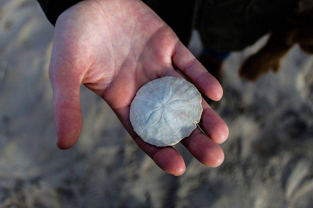 ilustrasi rangka sand dollar (unsplash.com/wickerwoodsong)