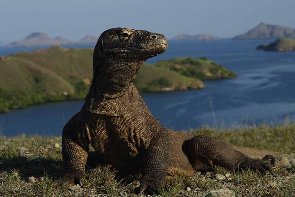 Tiket Masuk Pulau Komodo Naik per 1 Agustus 2022, Ini Harganya!