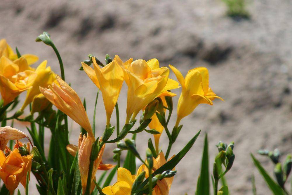ilustrasi freesia (pixabay.com/manfredrichter)