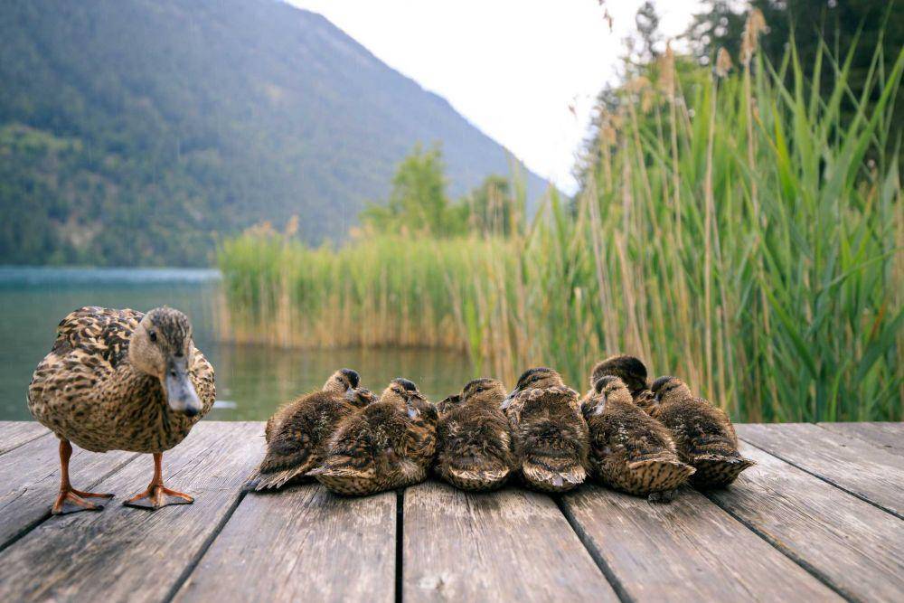ilustrasi bebek (unsplash.com/@tmjc_wolf)
