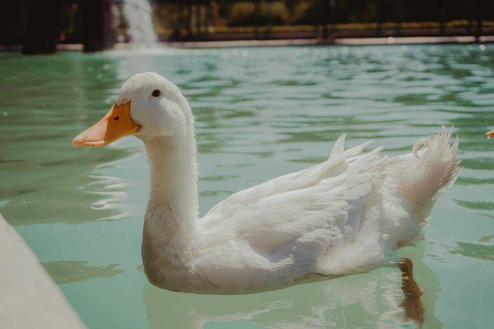 ilustrasi bebek (unsplash.com/@candegrapher)