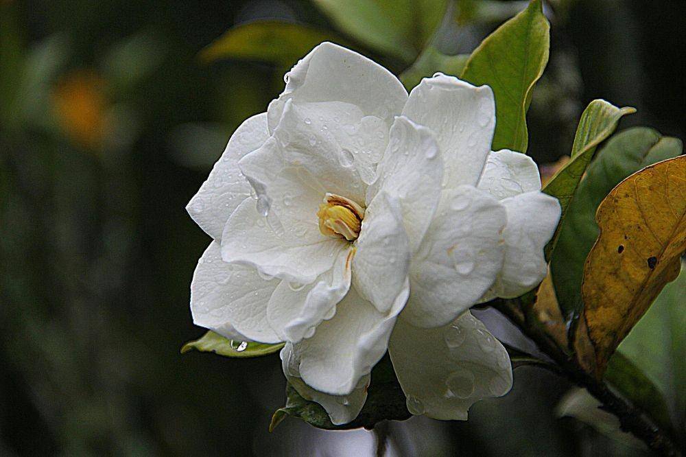 ilustrasi gardenia (pixabay.com/oom_endro)