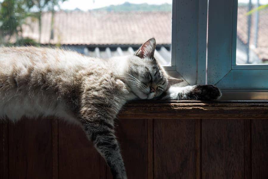 ilustrasi kucing indoor (unsplash.com/roberto huczek)