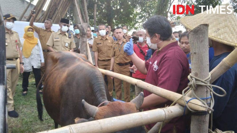 Ribuan Hewan Ternak di Kabupaten Tangerang Divaksinasi PMK