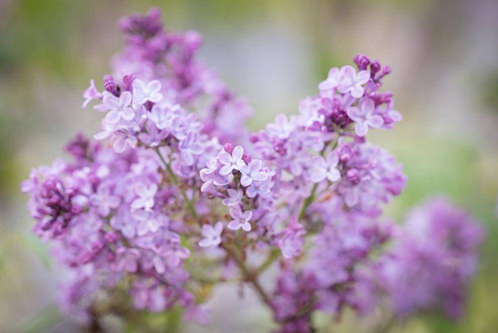 ilustrasi lilac (pixabay.com/Pezibear)