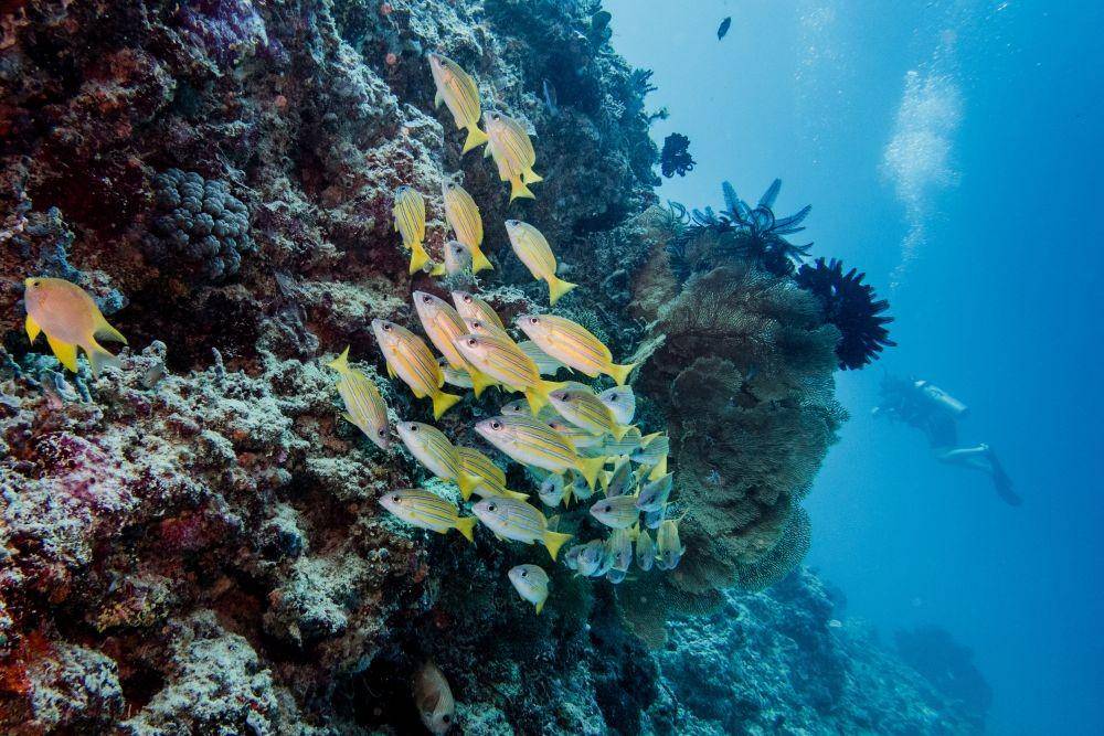Ilustrasi bawah laut Kepuluan Gili (unsplash.com/uberscubagili)