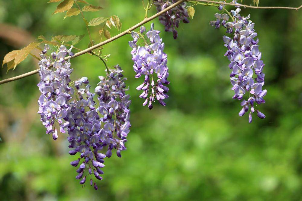 ilustrasi wisteria (pixabay.com/Pixamio)