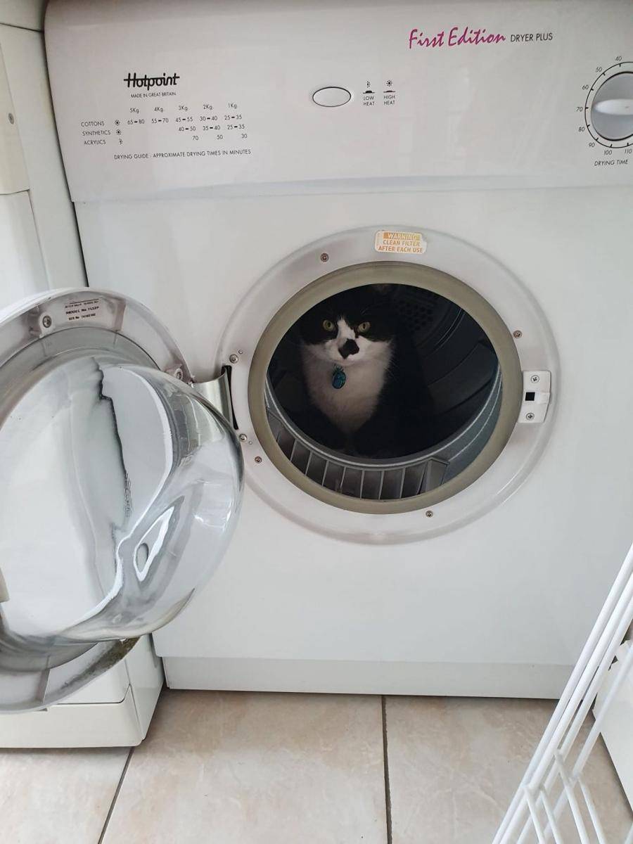 potret hewan peliharaan nyeleneh (reddit.com/user/rosenengel)