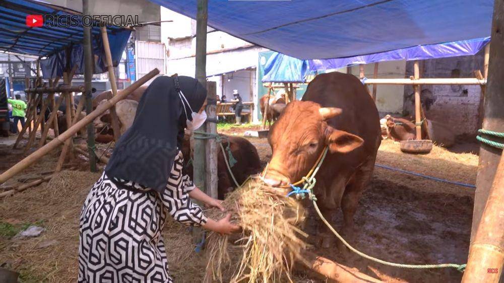Ria Ricis cari sapi kurban (YouTube.com/Ricis Official/)