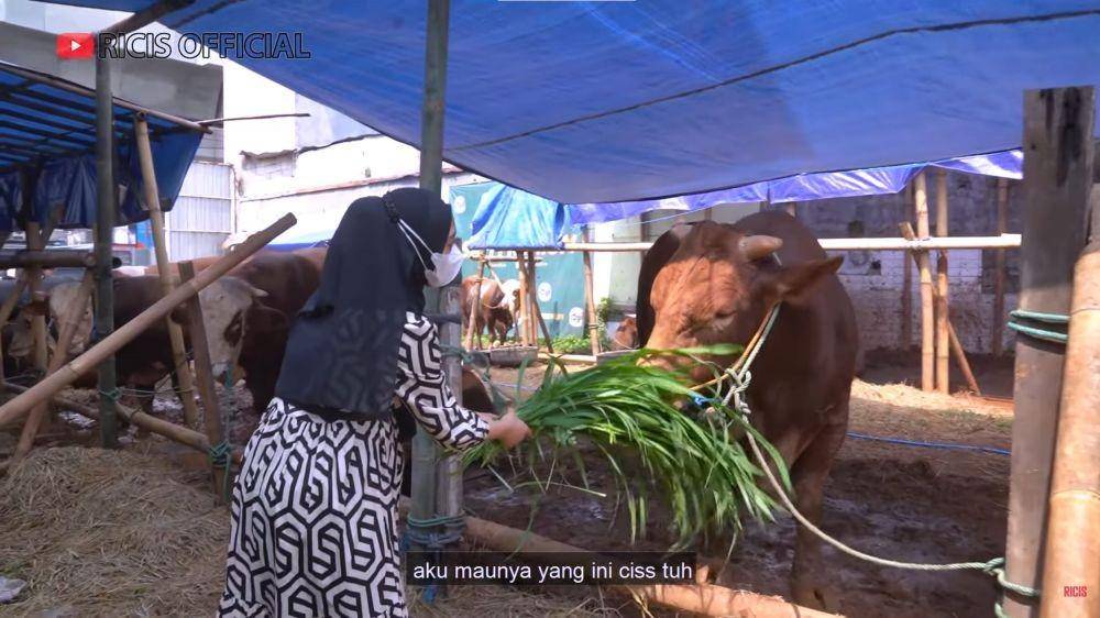 Ria Ricis cari sapi kurban (YouTube.com/Ricis Official/)