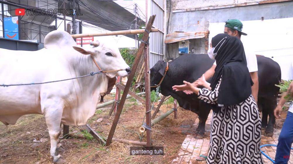 Ria Ricis cari sapi kurban (YouTube.com/Ricis Official/)