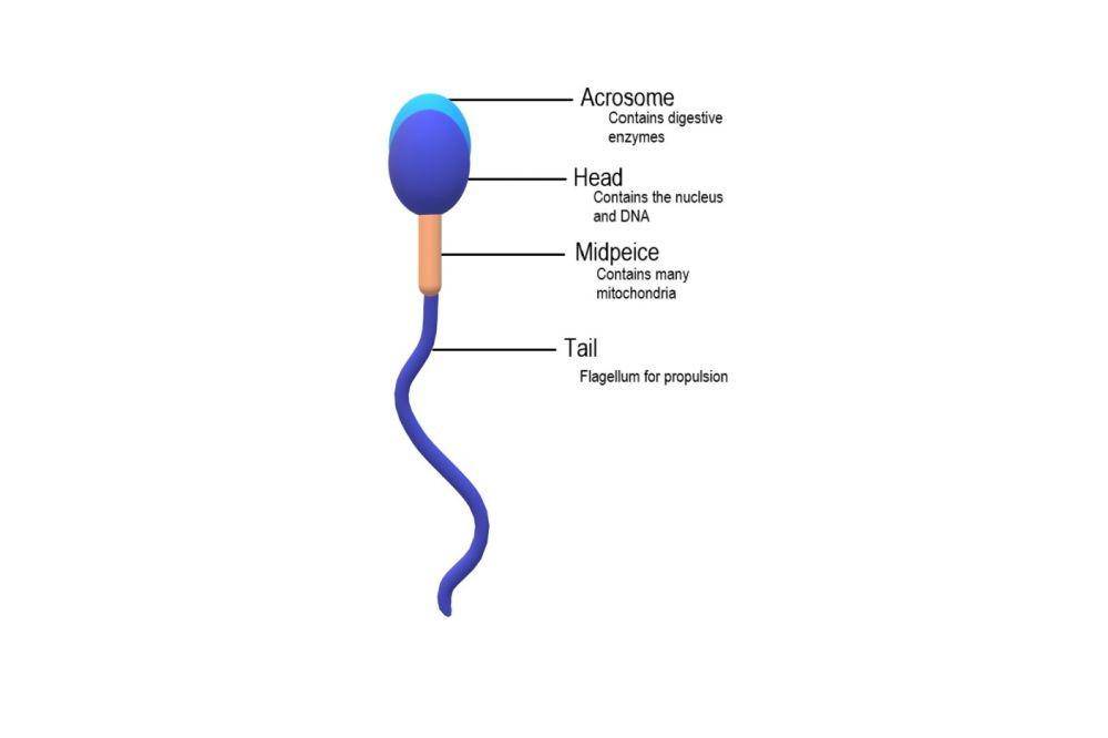 ilustrasi anatomi sperma (commons.wikimedia.org)