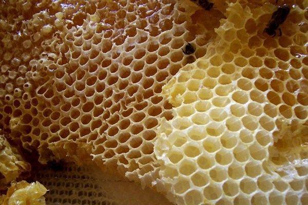 [QUIZ] Seberapa Kuat Kamu Lihat Foto Makanan yang Bikin Trypophobia Ini!