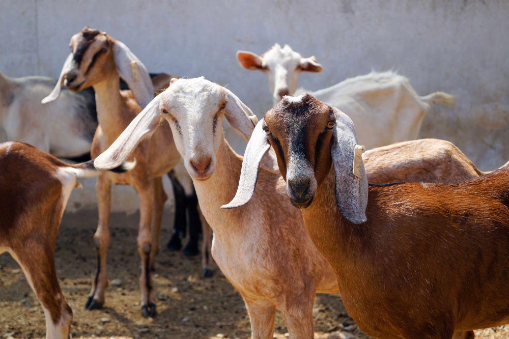 Hukum Qurban Sebelum Aqiqah dan Penjelasannya