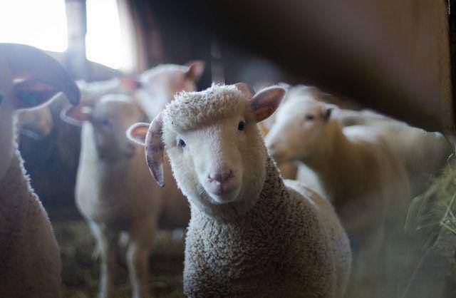 Qurban amalan bulan Dzulhijjah (pexels.com/Trinity  Kubassek)