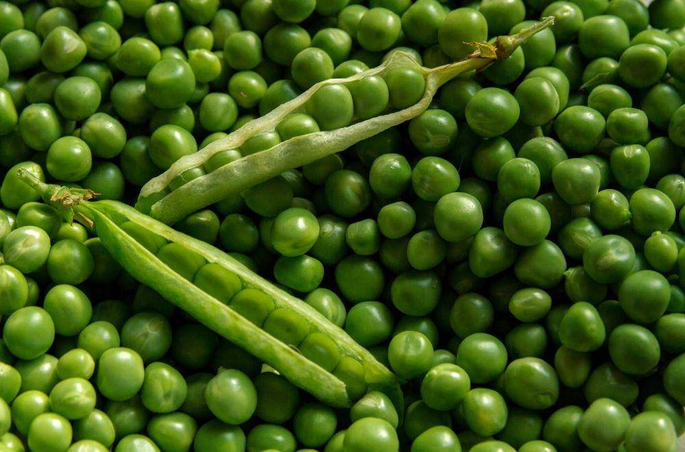 ilustrasi kacang polong (pixabay.com/piviso)
