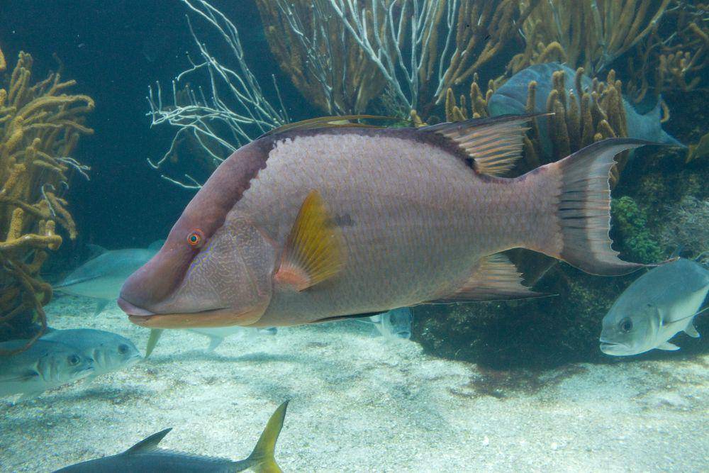 hogfish atau Lachnolaimus maximus (flickr.com/Brian Gratwicke)