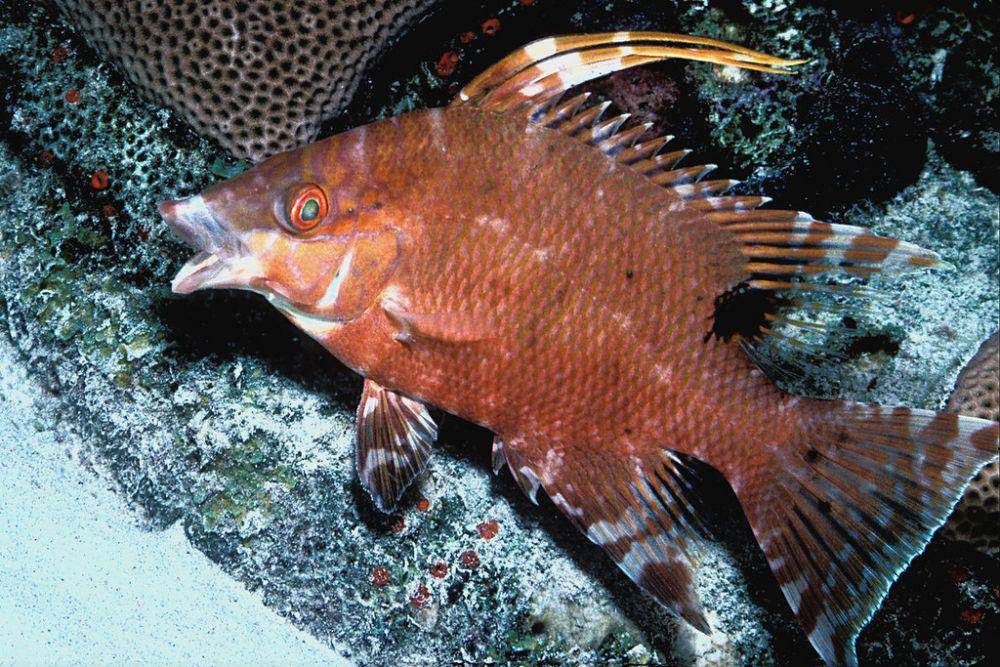 hogfish atau Lachnolaimus maximus (flickr.com/LASZLO ILYES)