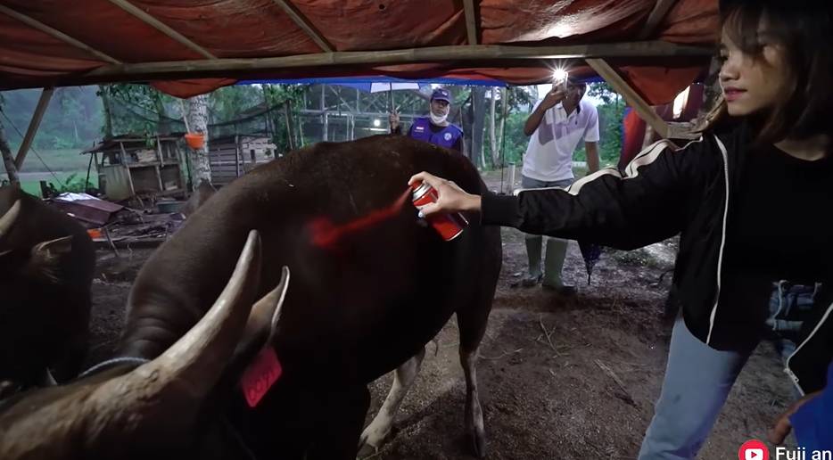 Fuji beli sapi untuk kurban (YouTube.com/Fuji an)