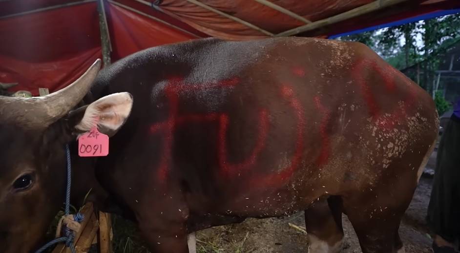 Fuji beli sapi untuk kurban (YouTube.com/Fuji an)