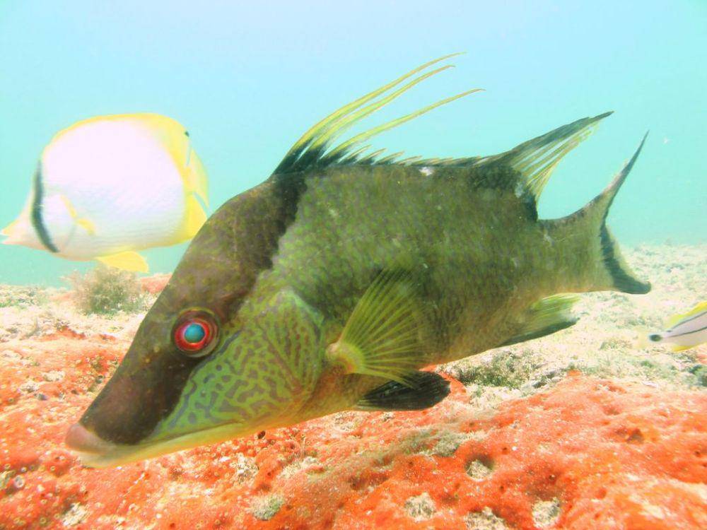 hogfish atau Lachnolaimus maximus (commons.wikimedia.org/Simões, N., Zarco Perello, S., dan Moreno Mendoza, R.)