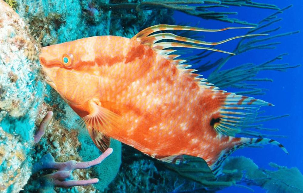 hogfish atau Lachnolaimus maximus, dengan perubahan berupa penyesuaian angle gambar (commons.wikimedia.org/Albert Kok)