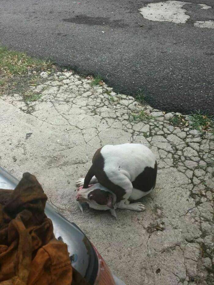 potret tingkah laku kocak hewan (reddit.com/user/GraveBreath)