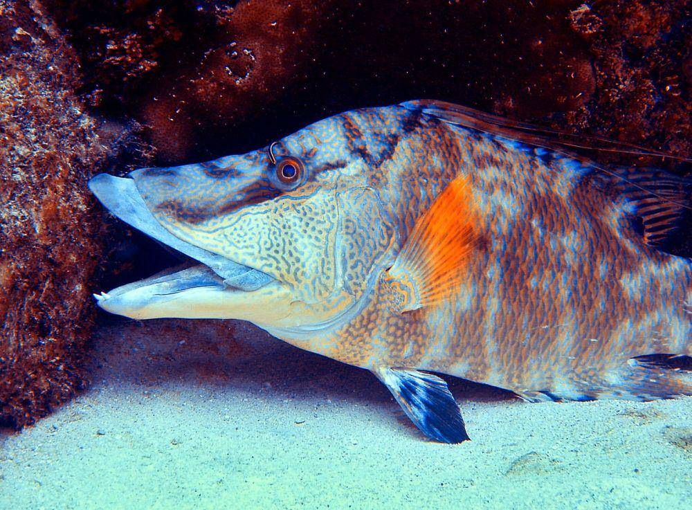 hogfish atau Lachnolaimus maximus (commons.wikimedia.org/James St. John)