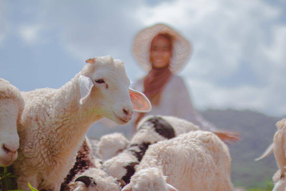 ilustrasi kambing qurban (unsplash.com/Nasik Lababan)