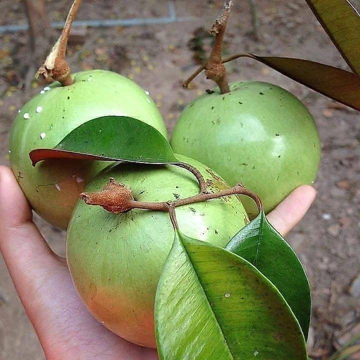 Potret buah kenitu atau sawo ijo atau (instagram.com/budidaya.bibit.buah)