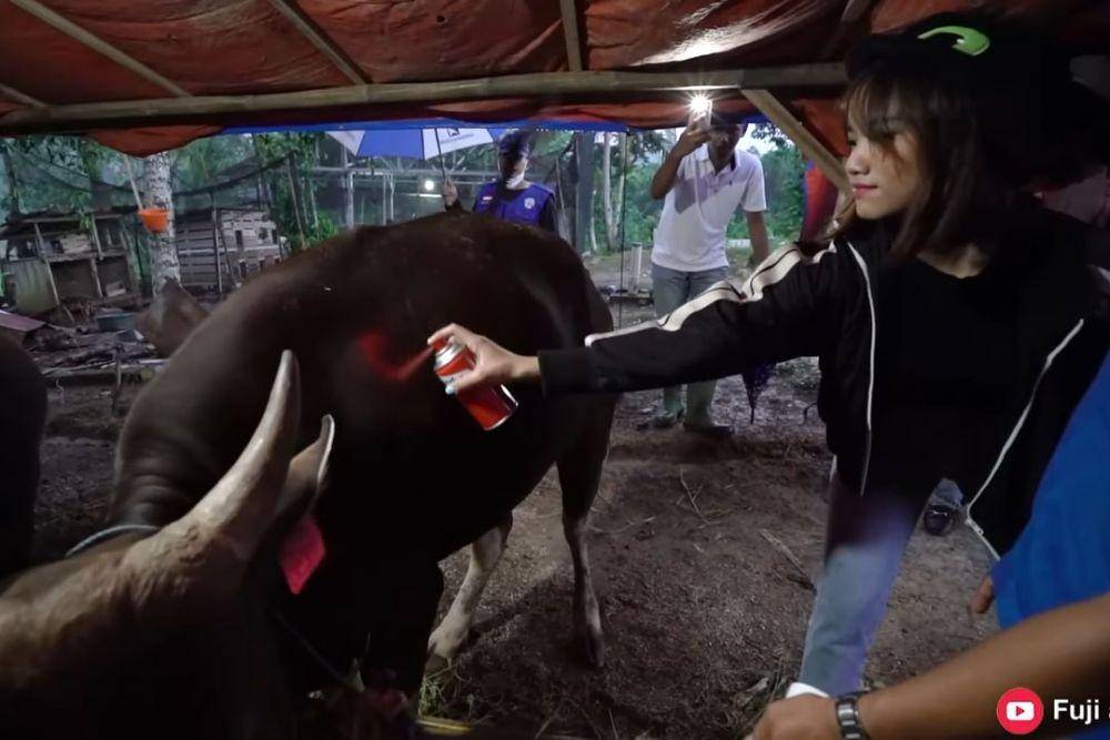 Fuji beli sapi untuk kurban (YouTube.com/Fuji an)