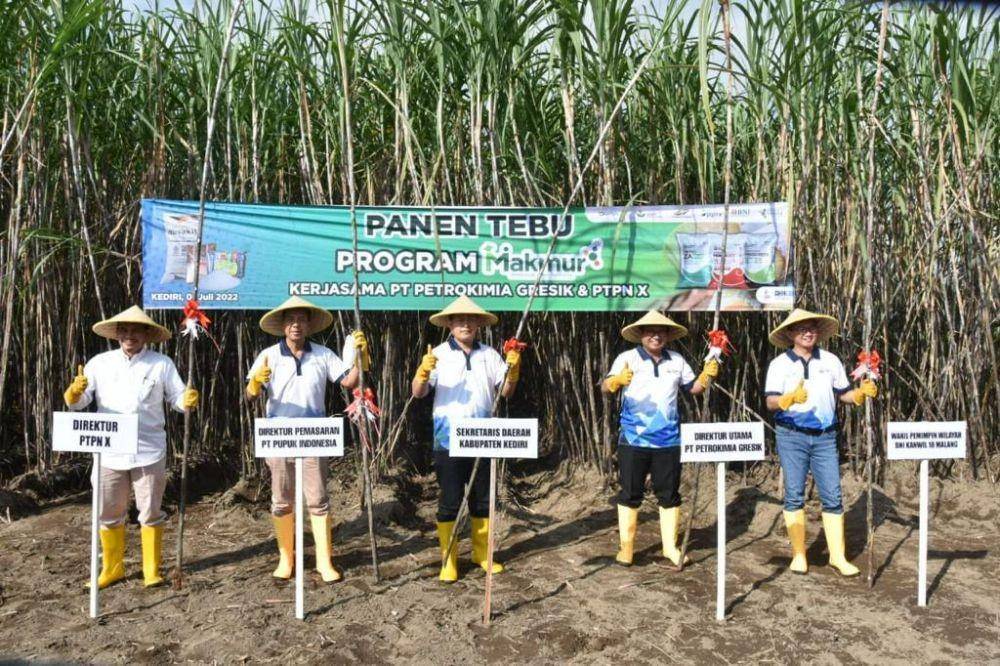 PT Petrokimia Gresik bekerja sama dengan PT Perkebunan Nusantara (PTPN) X menggelar panen dan tanam tebu di Kecamatan Ngadiluwih, Kediri, Jawa Timur, Jumat (1/7). (Dok. Pupuk Indonesia)