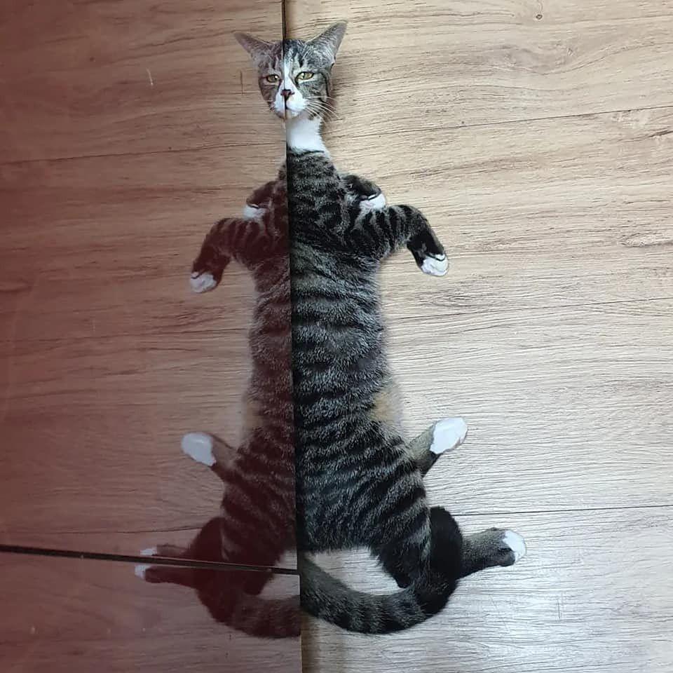 potret hal aneh (imgur.com/user/Thankyouforthis)