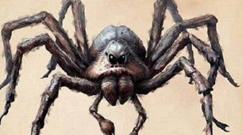 Aragog (harrypotter.fandom.com)