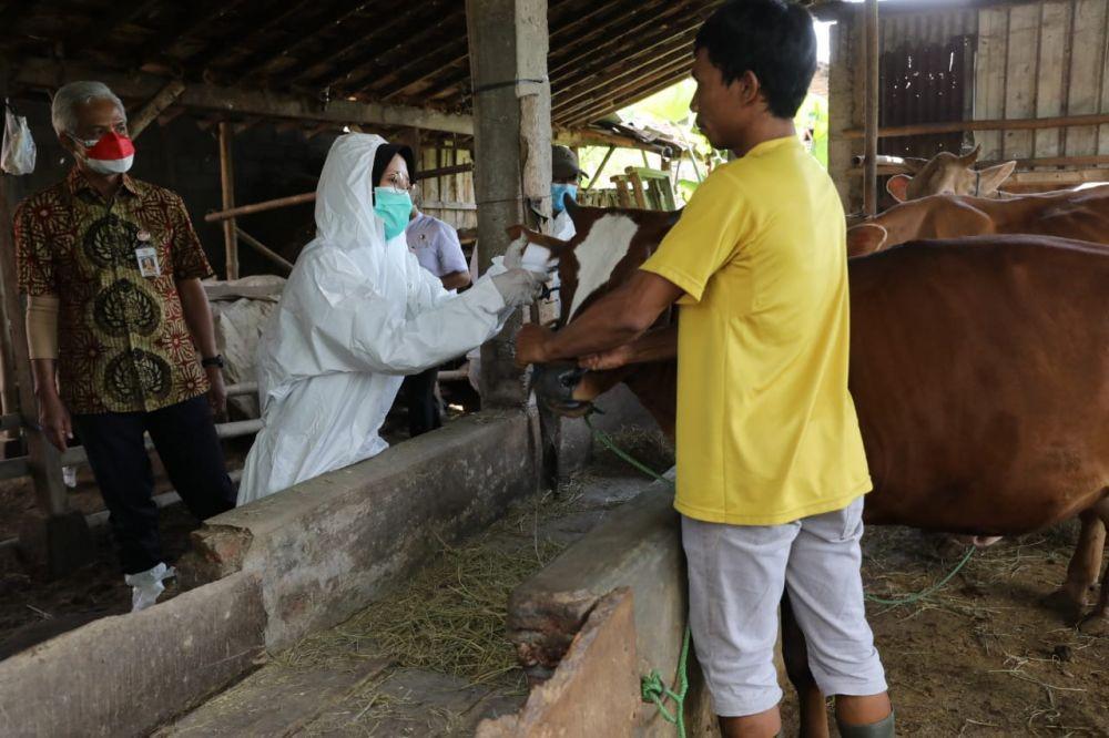 Masih Nol Kasus, Ternak di Polokarto Sukoharjo Disuntik Vaksin PMK