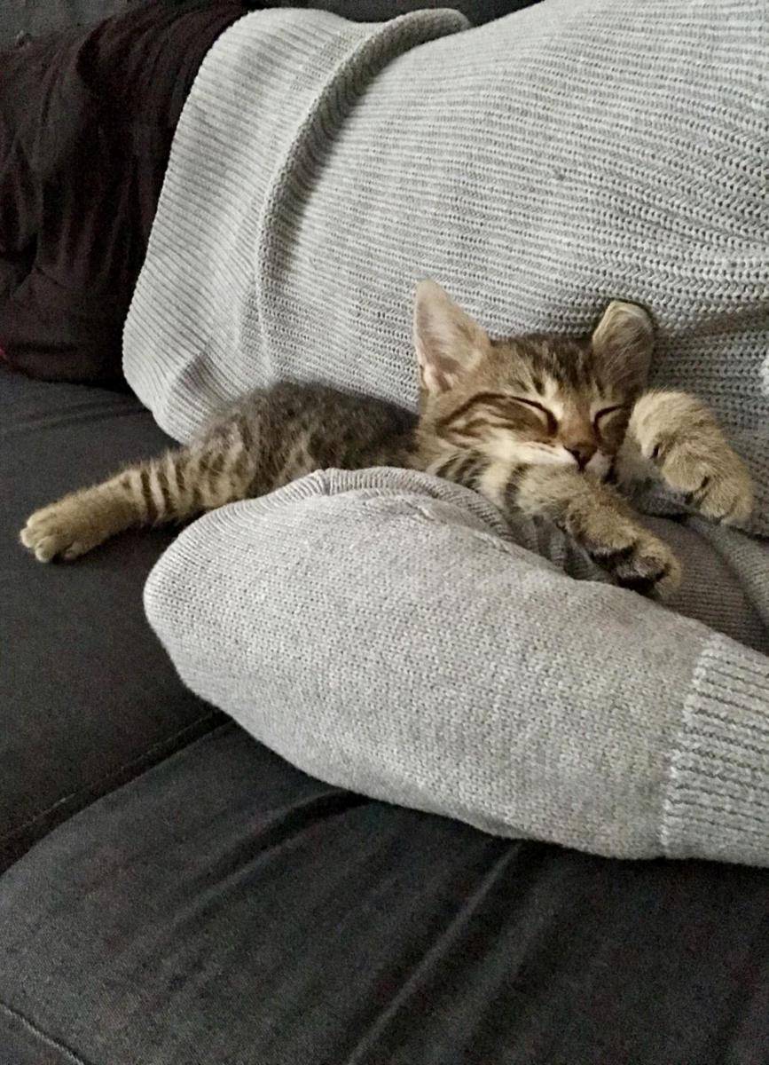 potret gemas kucing tidur (reddit.com/user/joseenruiqe)