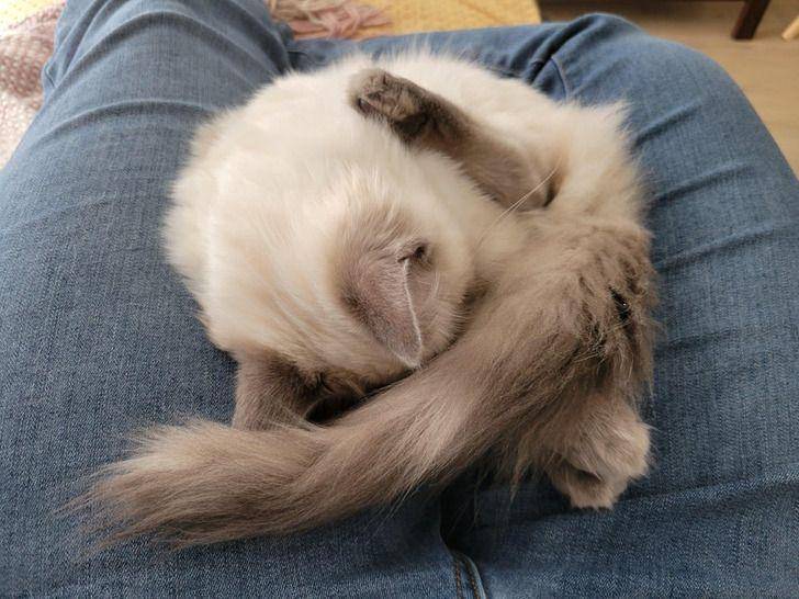 potret gemas kucing tidur (reddit.com/user/BlurryLily)