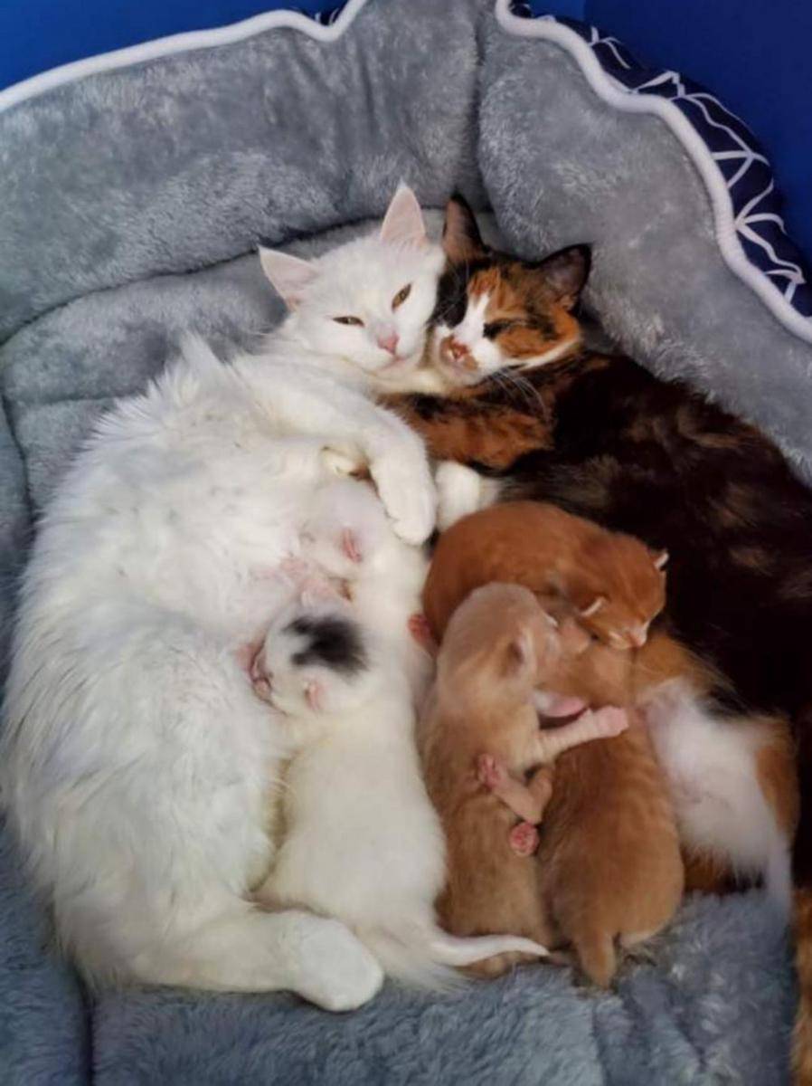 potret gemas kucing tidur (reddit.com/user/khrysthomas)