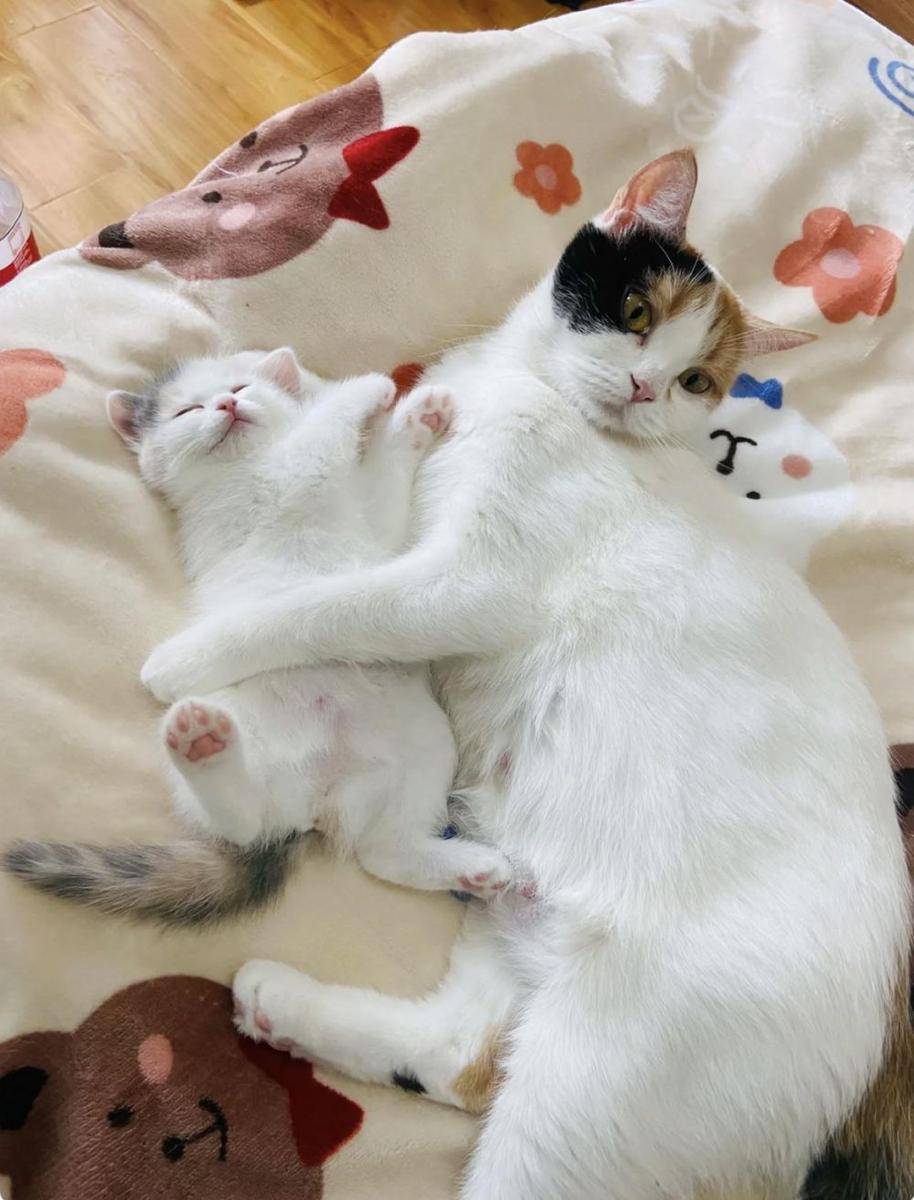potret gemas kucing tidur (reddit.com/user/ssknurt)