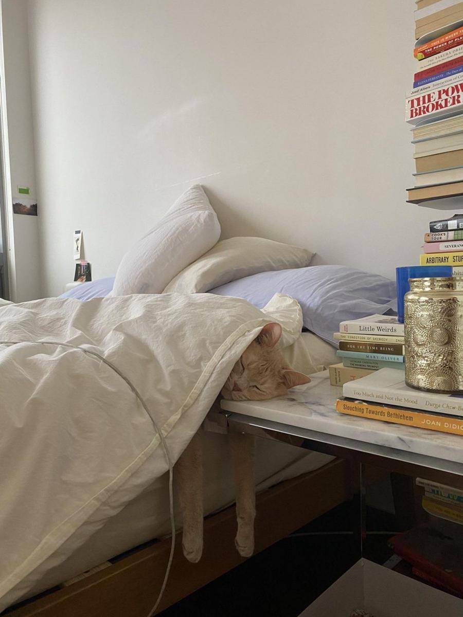 potret gemas kucing tidur (reddit.com/user/AndyFeelfine)