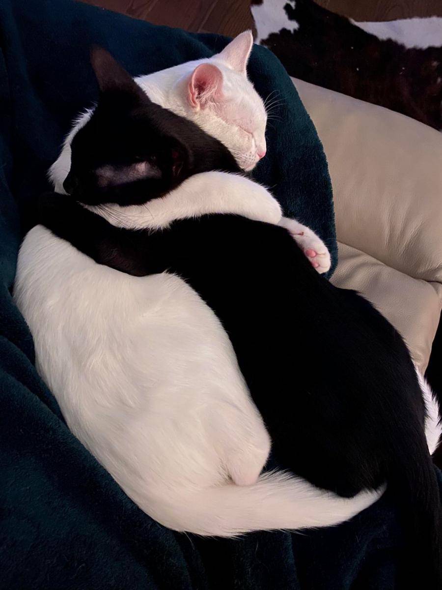 potret gemas kucing tidur (reddit.com/user/Me_0wZer)