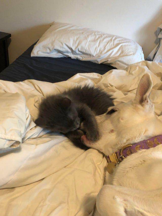 potret gemas kucing tidur (reddit.com/user/Andromooda23)