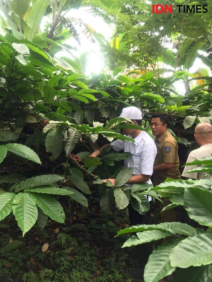 Peninjauan kebun kopi di Lombok Utara. (Dok. Dinas Perdagangan NTB)