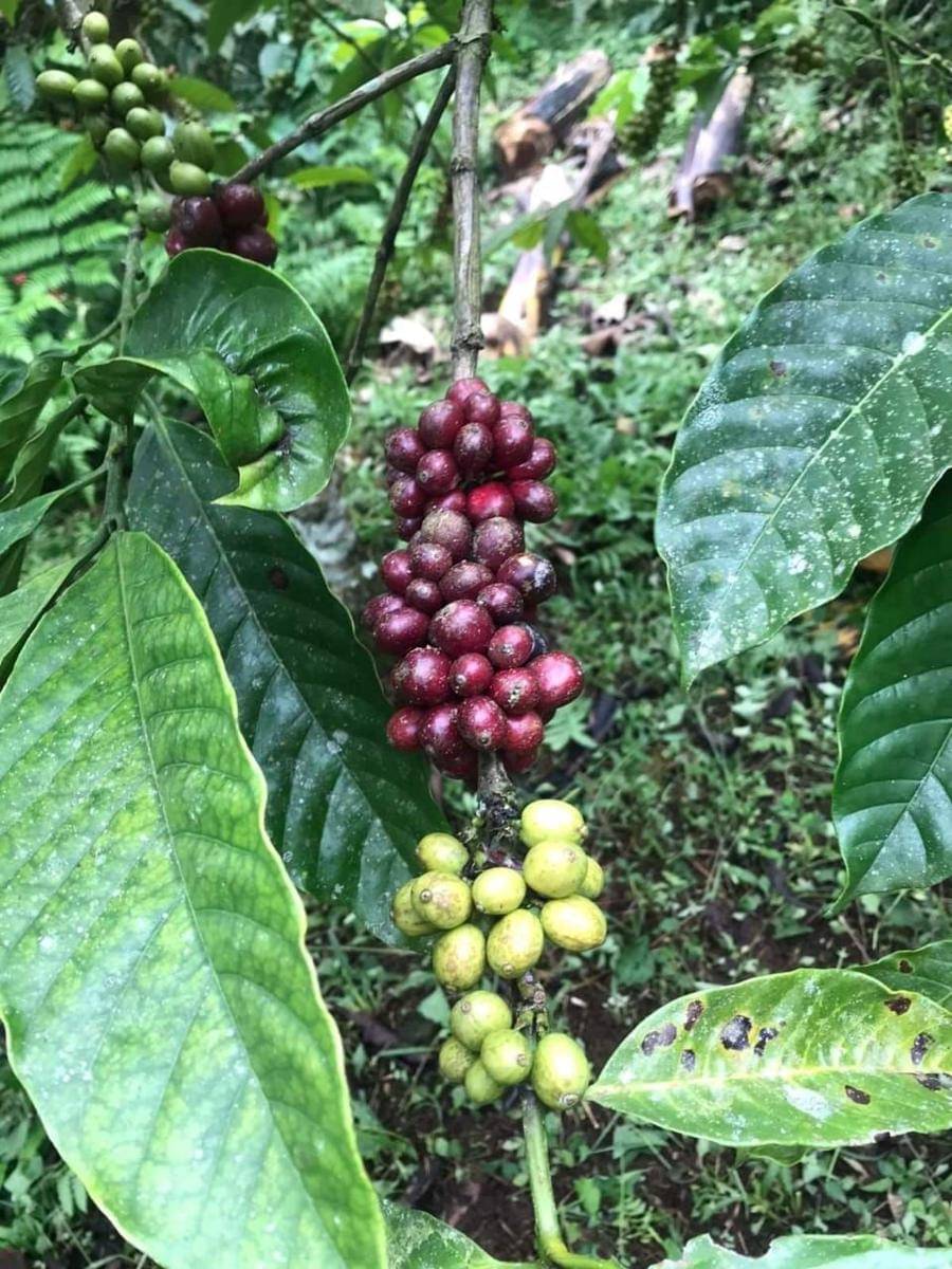Kopi robusta NTB. (Dok. Dinas Perdagangan NTB)